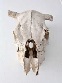 cow skull