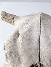 cow skull