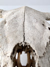 cow skull