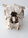 cow skull