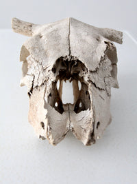 cow skull