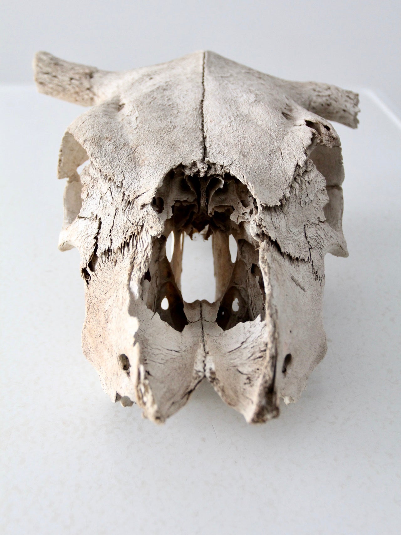 cow skull