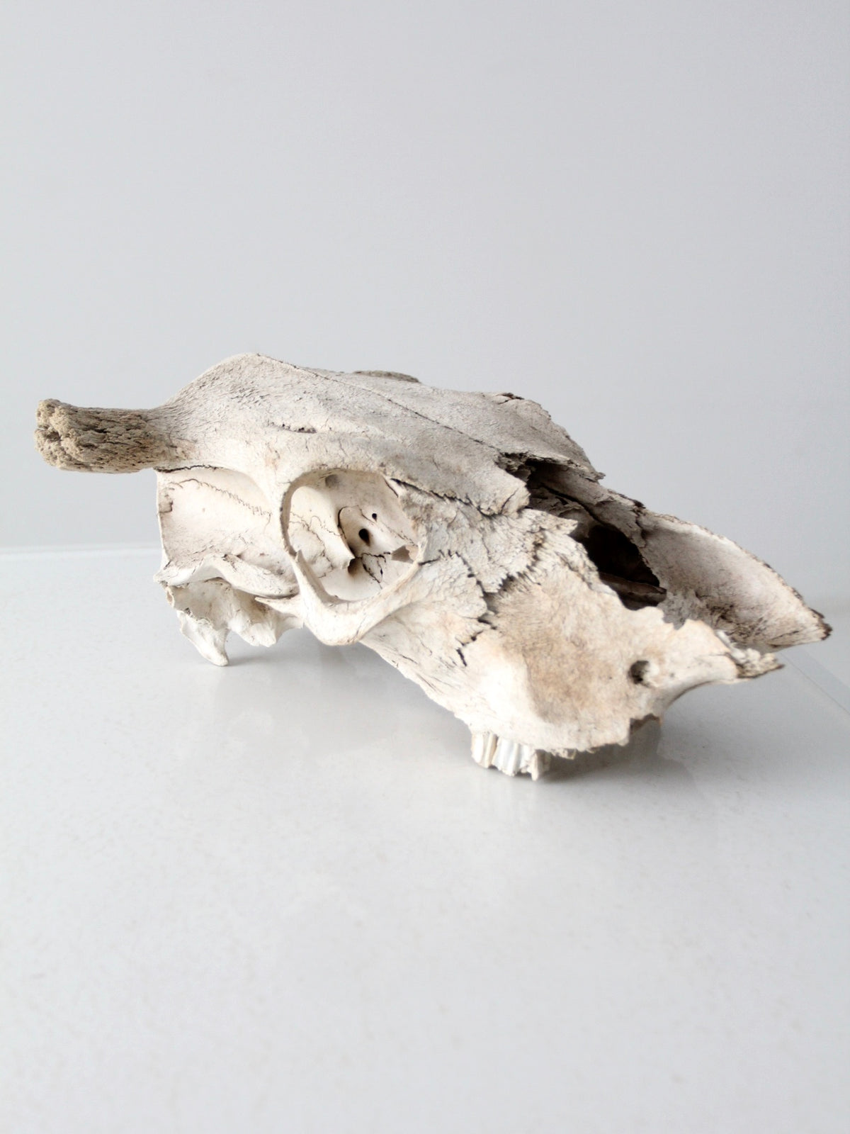 cow skull