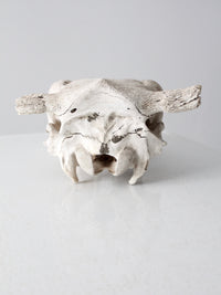 cow skull