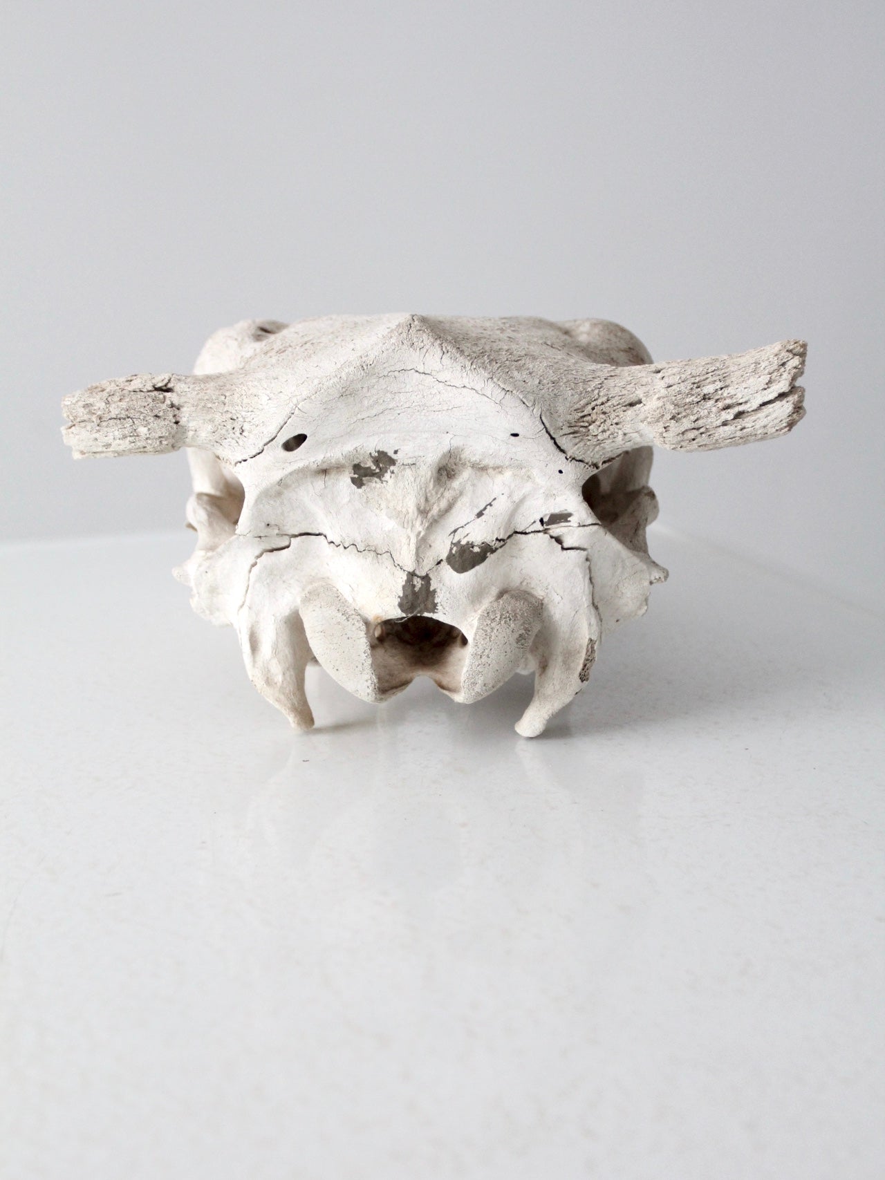 cow skull