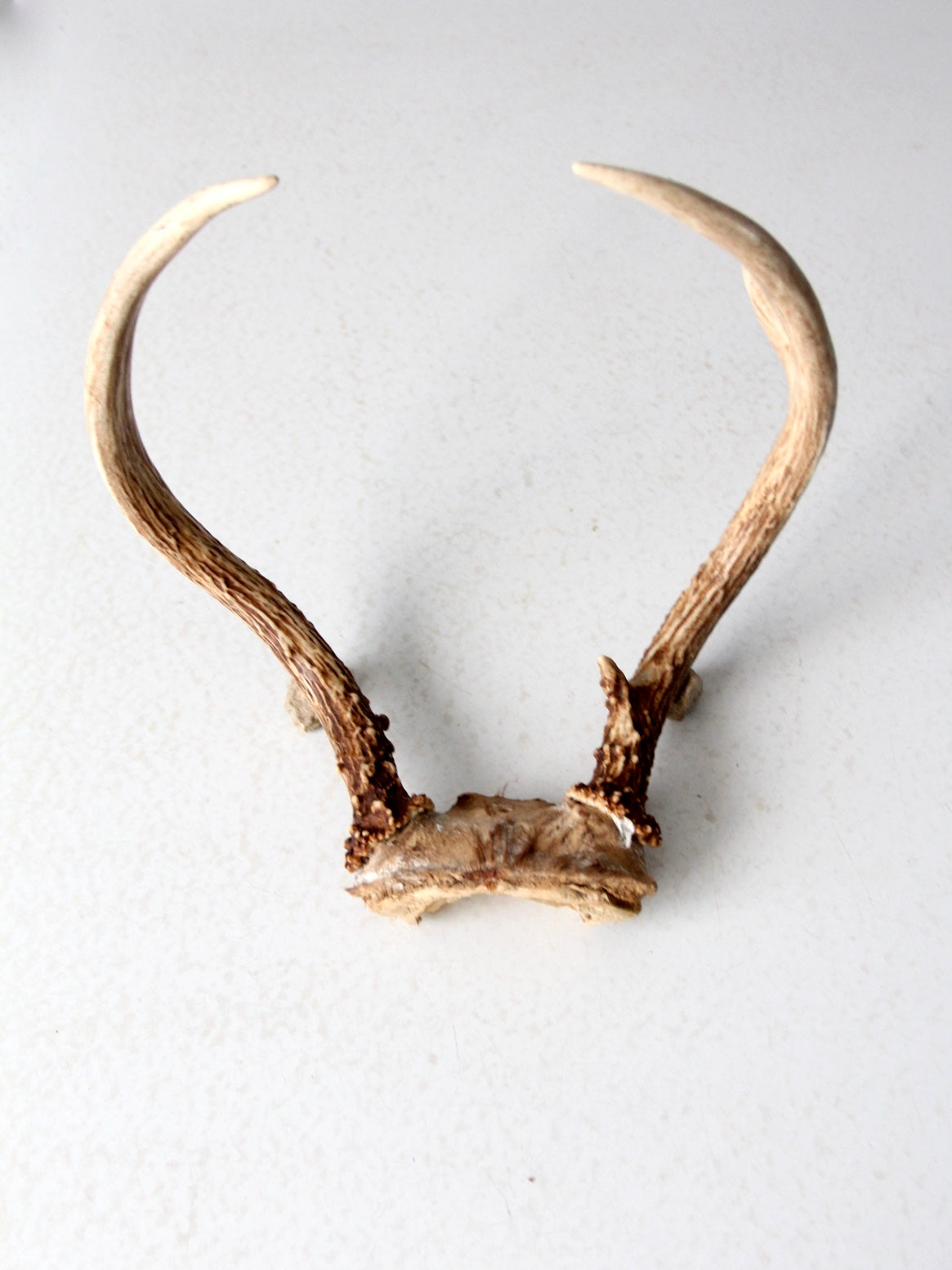 vintage antlers