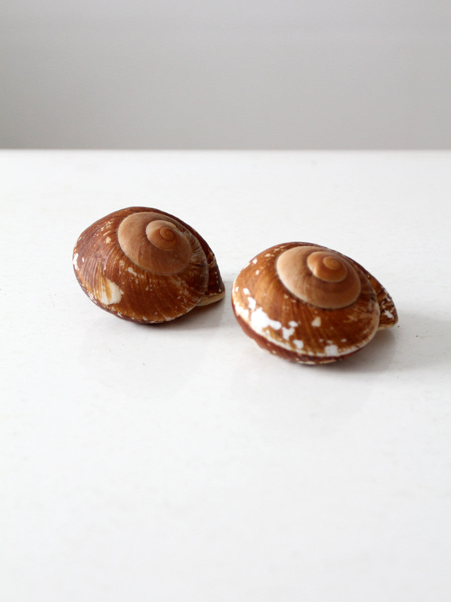 snail shell pair