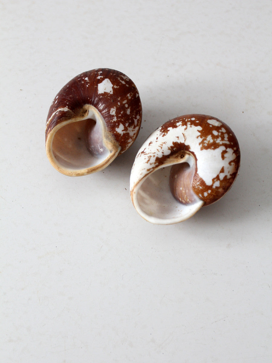 snail shell pair